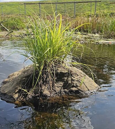 Shetucket Plains Road Park - Willimantic, CT