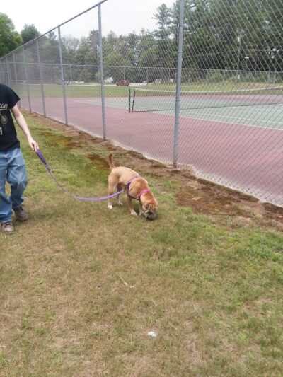 Shetucket Plains Road Park - Willimantic, CT