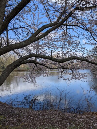 Herricks Pond - Williston Park, NY