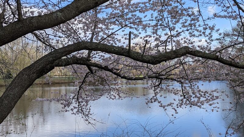 Herricks Pond - Williston Park, NY