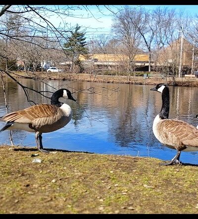 Herricks Pond - Williston Park, NY