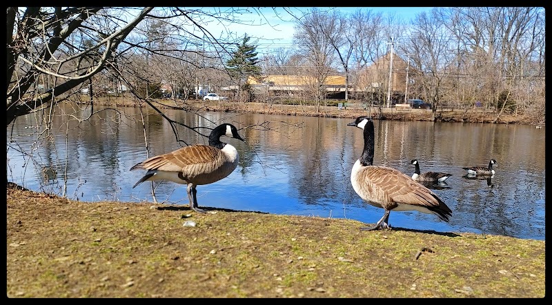 Herricks Pond - Williston Park, NY