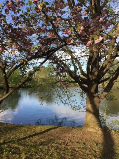 Herricks Pond - Williston Park, NY