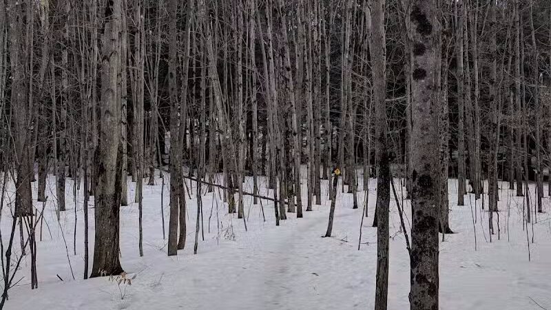 Sucker Brook Hollow Country Park - Williston, VT