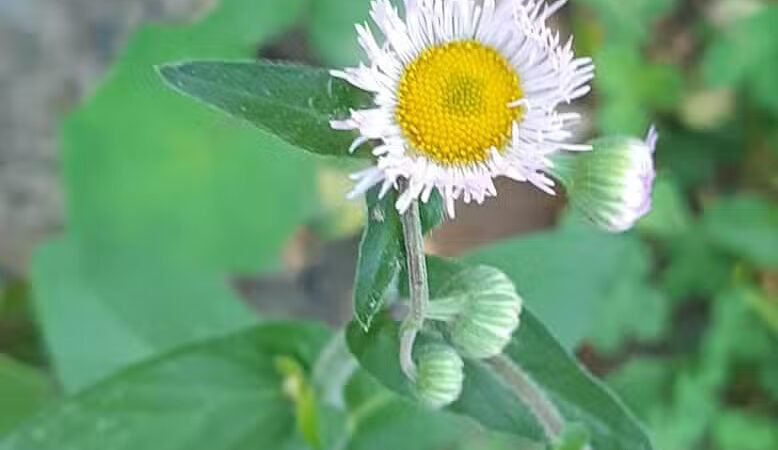 Williston Village Green - Williston, VT