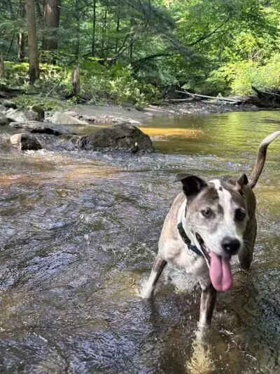 Allen Brook Nature Trail - Williston, VT