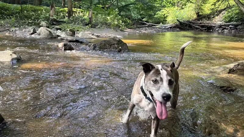 Allen Brook Nature Trail - Williston, VT