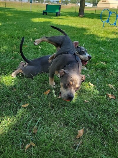 City of Willmar - Dog Park - Willmar, MN