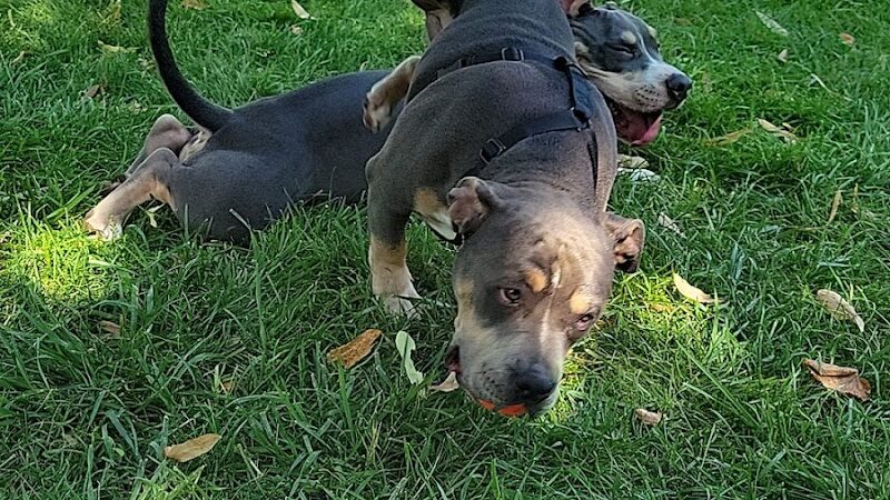 City of Willmar - Dog Park - Willmar, MN