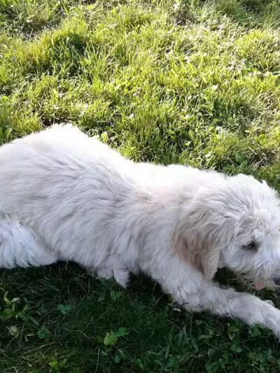 City of Willmar - Dog Park - Willmar, MN