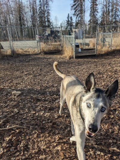 Willow Creek Dog Park - Willow, AK