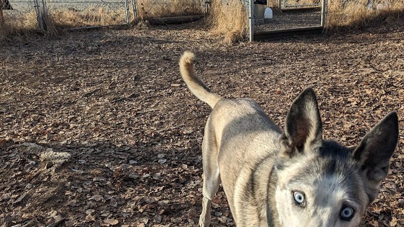 Willow Creek Dog Park - Willow, AK