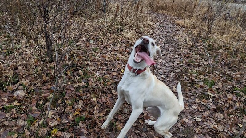 Willow Creek Dog Park - Willow, AK