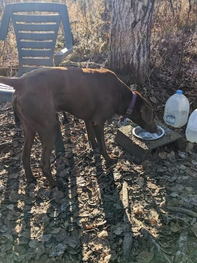 Willow Creek Dog Park - Willow, AK