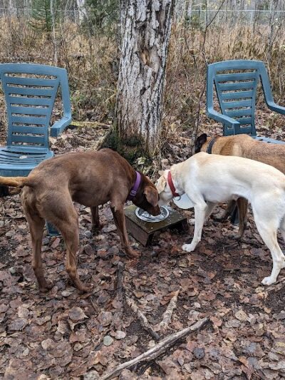 Willow Creek Dog Park - Willow, AK