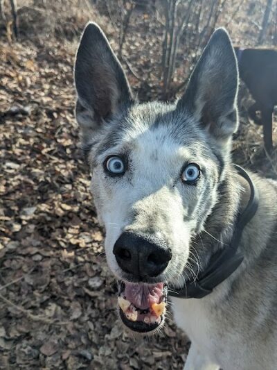 Willow Creek Dog Park - Willow, AK