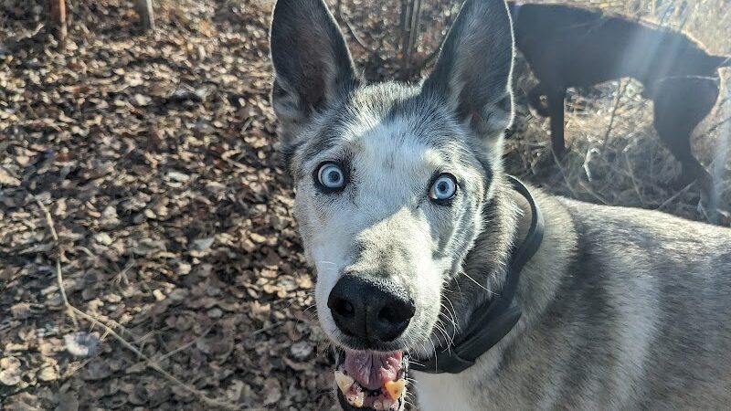 Willow Creek Dog Park - Willow, AK