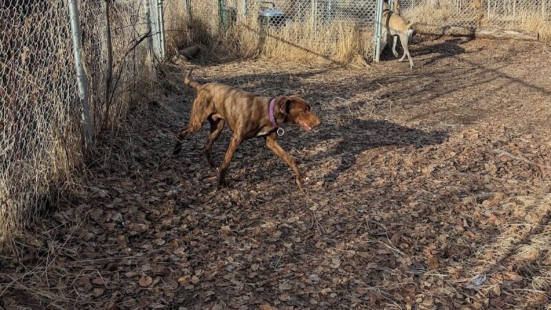 Willow Creek Dog Park - Willow, AK