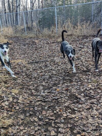 Willow Creek Dog Park - Willow, AK