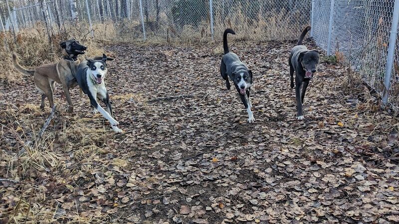 Willow Creek Dog Park - Willow, AK