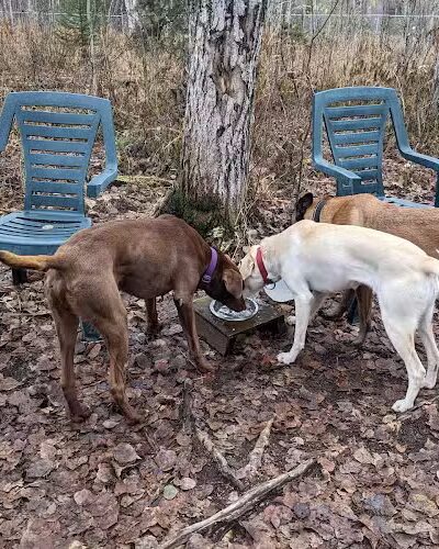 Willow Creek Dog Park - Willow, AK