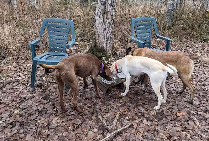 Willow Creek Dog Park - Willow, AK