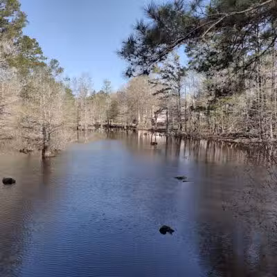 Abbey Nature Preserve - Wilmington, NC