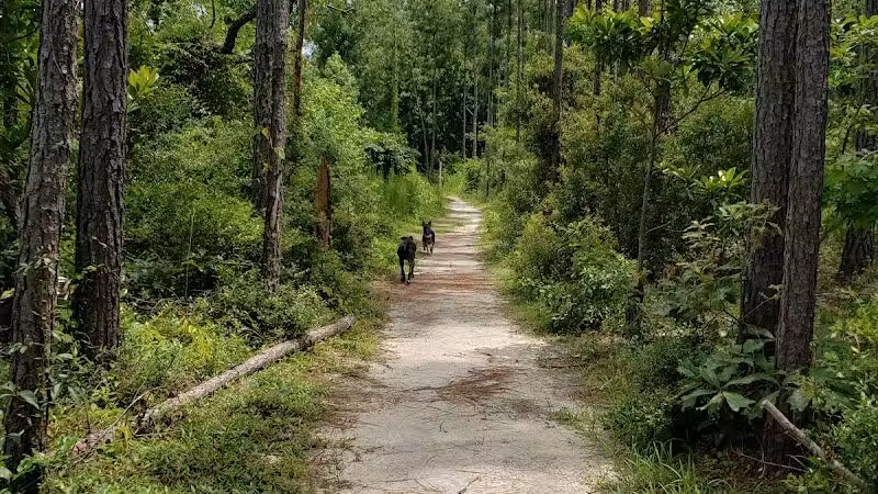 Abbey Nature Preserve - Wilmington, NC