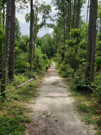 Abbey Nature Preserve - Wilmington, NC