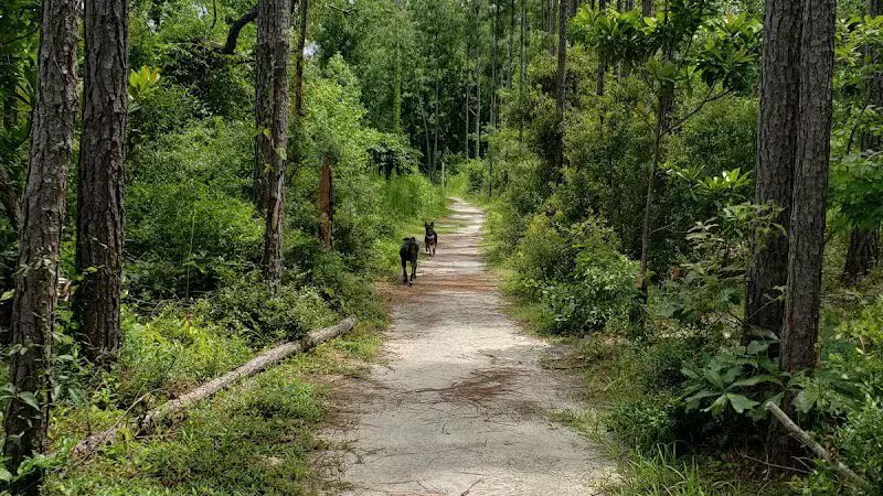 Abbey Nature Preserve - Wilmington, NC