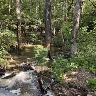 Abbey Nature Preserve - Wilmington, NC
