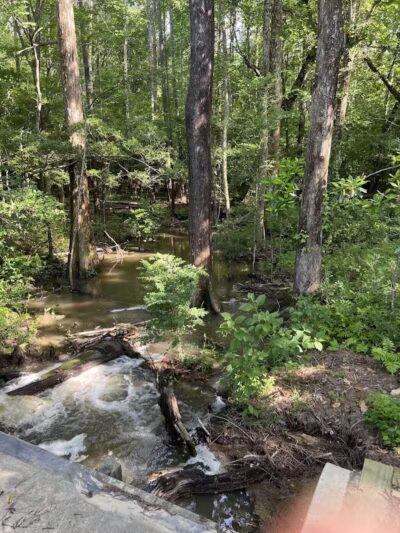 Abbey Nature Preserve - Wilmington, NC