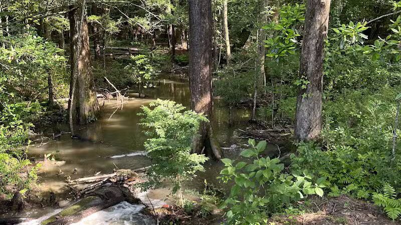 Abbey Nature Preserve - Wilmington, NC