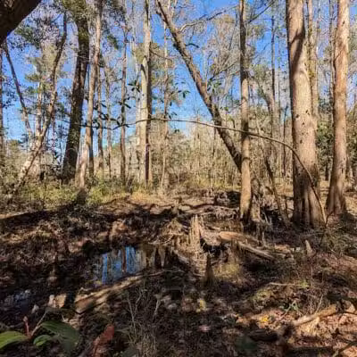 Abbey Nature Preserve - Wilmington, NC