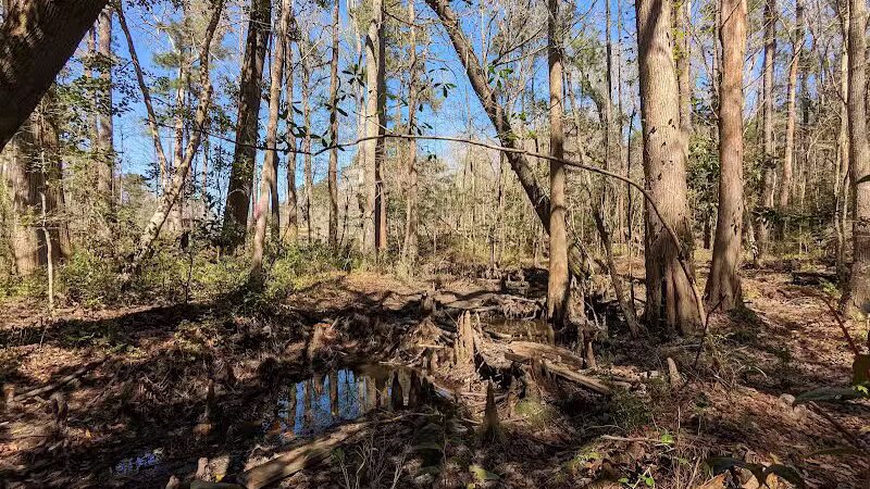 Abbey Nature Preserve - Wilmington, NC