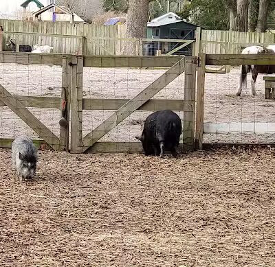 Abbey Nature Preserve - Wilmington, NC