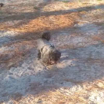 Aspire 349 Dog Park - Wilmington, NC