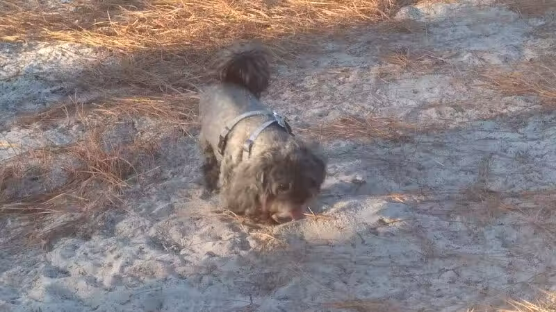 Aspire 349 Dog Park - Wilmington, NC