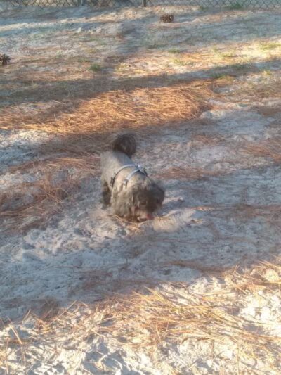 Aspire 349 Dog Park - Wilmington, NC