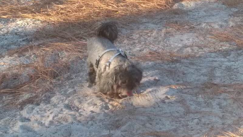 Aspire 349 Dog Park - Wilmington, NC