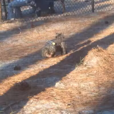 Aspire 349 Dog Park - Wilmington, NC