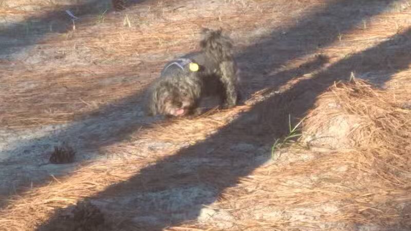 Aspire 349 Dog Park - Wilmington, NC