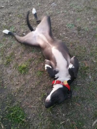 Cameron Park - Wilmington, NC