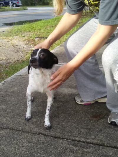 Cameron Park - Wilmington, NC