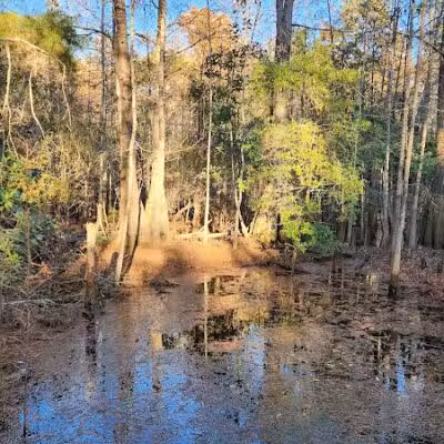 Hanover Pines Nature Park - Wilmington, NC