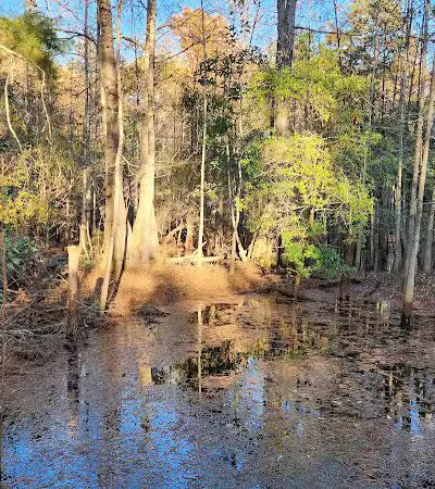Hanover Pines Nature Park - Wilmington, NC