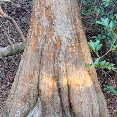Hanover Pines Nature Park - Wilmington, NC