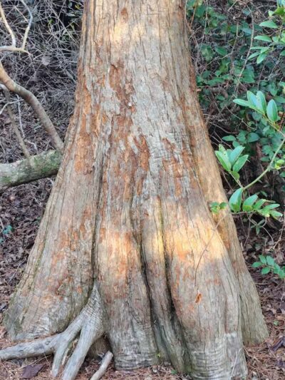 Hanover Pines Nature Park - Wilmington, NC
