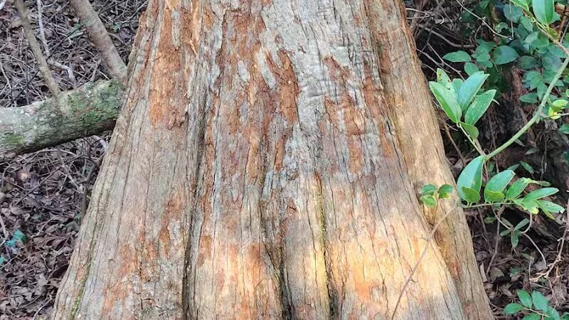 Hanover Pines Nature Park - Wilmington, NC