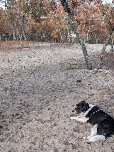 Hanover Pines Nature Park - Wilmington, NC